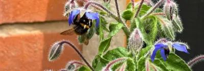 Borage Bee copy