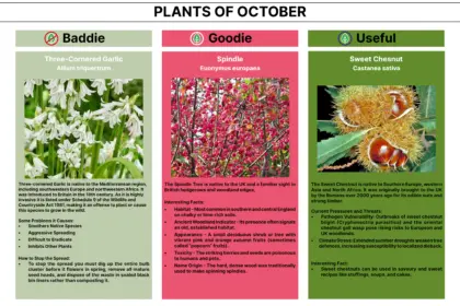 Plant of the Month 10 2026 Newsletter