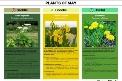Plant of the Month 05 2026 Newsletter