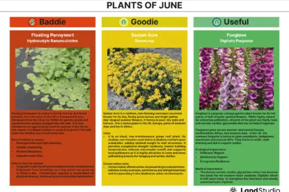 Plant of the Month 06 2026 Newsletter