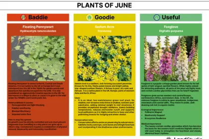 Plant of the Month 06 2026 Newsletter HQ