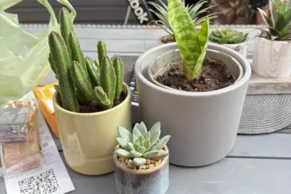 Albie Plants jpeg