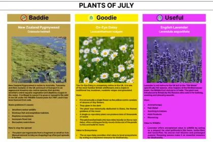 Plant of the Month 07 2026 Newsletter without logo