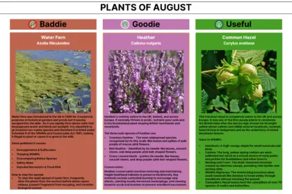 Plant of the Month 08 2026 Newsletter
