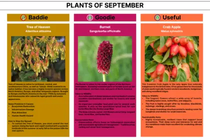 Plant of the Month 09 2026 Newsletter