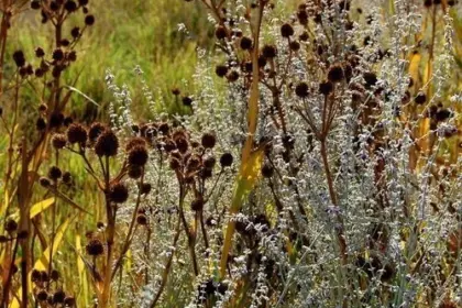 Seed heads
