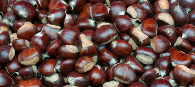 Sweet Chestnuts