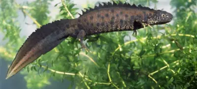 Newt