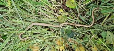 Slow worm