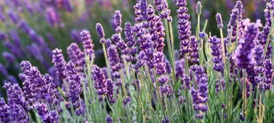 Lavender
