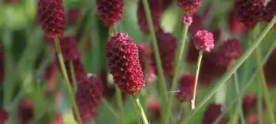 Sanguisorba 2