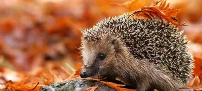 Hedgehog 3a