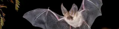 The Common Pipistrelle Bat jpg LR