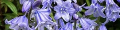 Bluebells