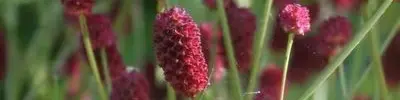 Sanguisorba 2