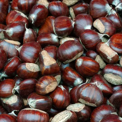 Sweet Chestnuts