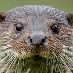 Otter reduced size