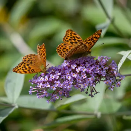 Adobe Stock 281311012