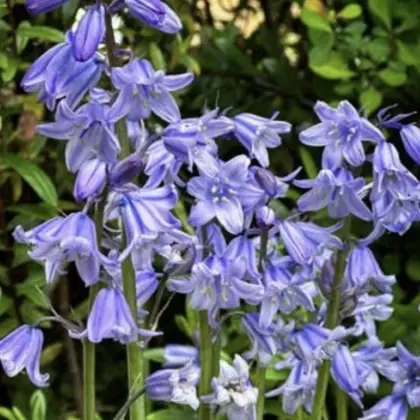 Bluebells