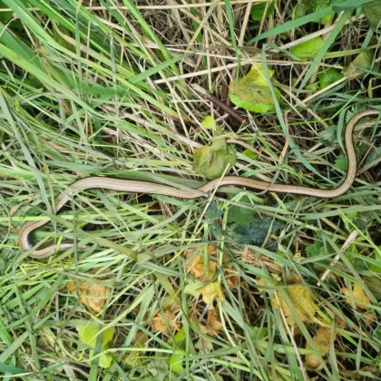 Slow worm