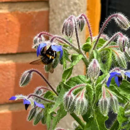 Borage Bee copy