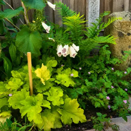 Woodland Bed copy
