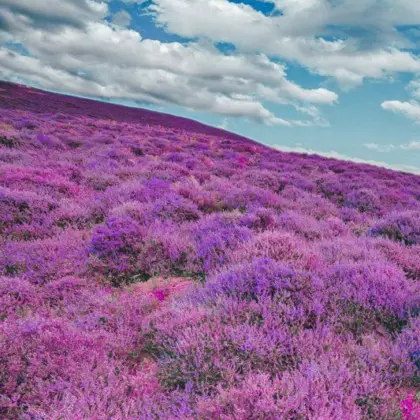 Heather