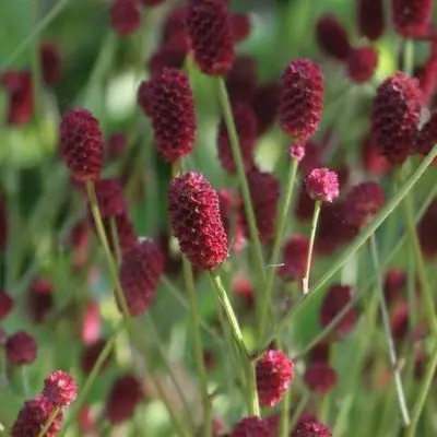 Sanguisorba 2