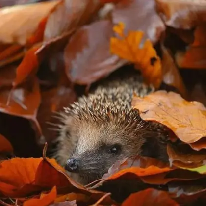 Hedgehog in leaves