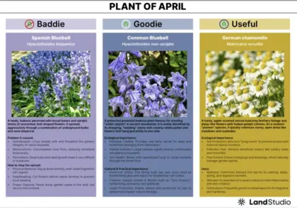 Land Studio Plant of the Month for April