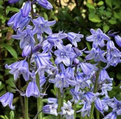 Bluebells