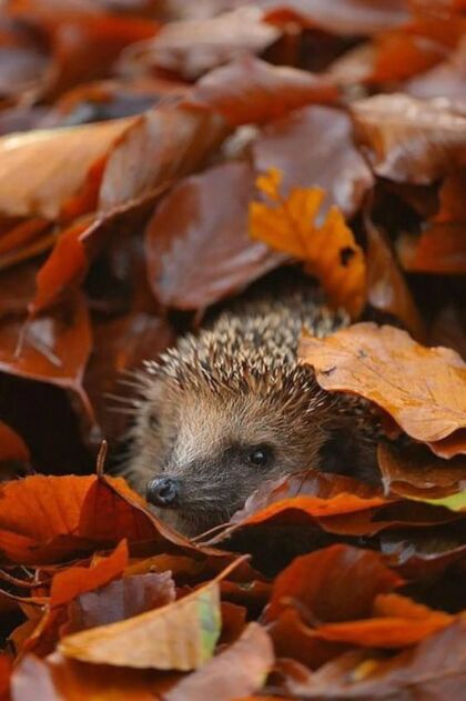 Hedgehog in leaves