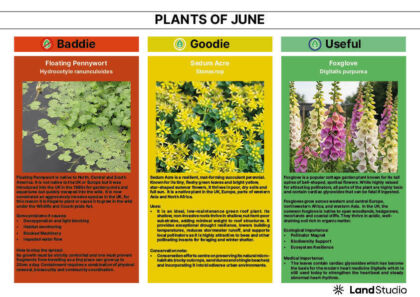 Plant of the Month 06 2026 Newsletter