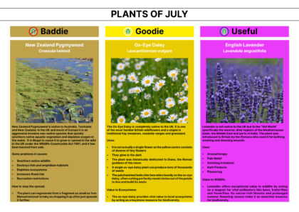 Plant of the Month 07 2026 Newsletter without logo