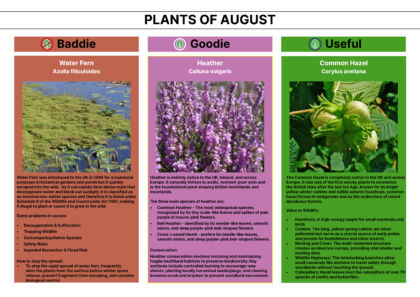 Plant of the Month 08 2026 Newsletter