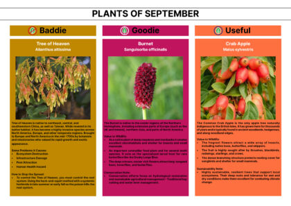 Plant of the Month 09 2026 Newsletter