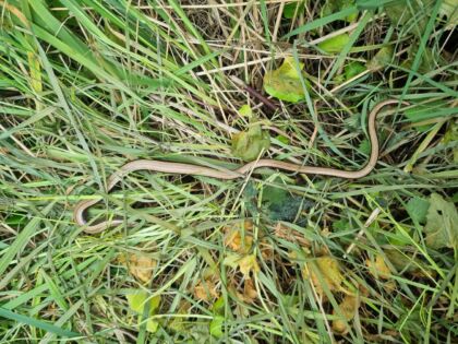 Slow worm