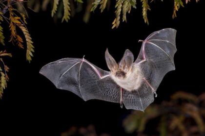 The Common Pipistrelle Bat jpg LR